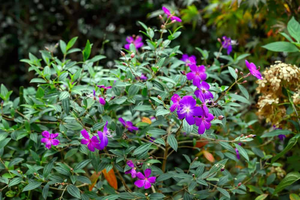 Explore the Top 18 Most Invasive Plants in Hawaii - A-Z Animals