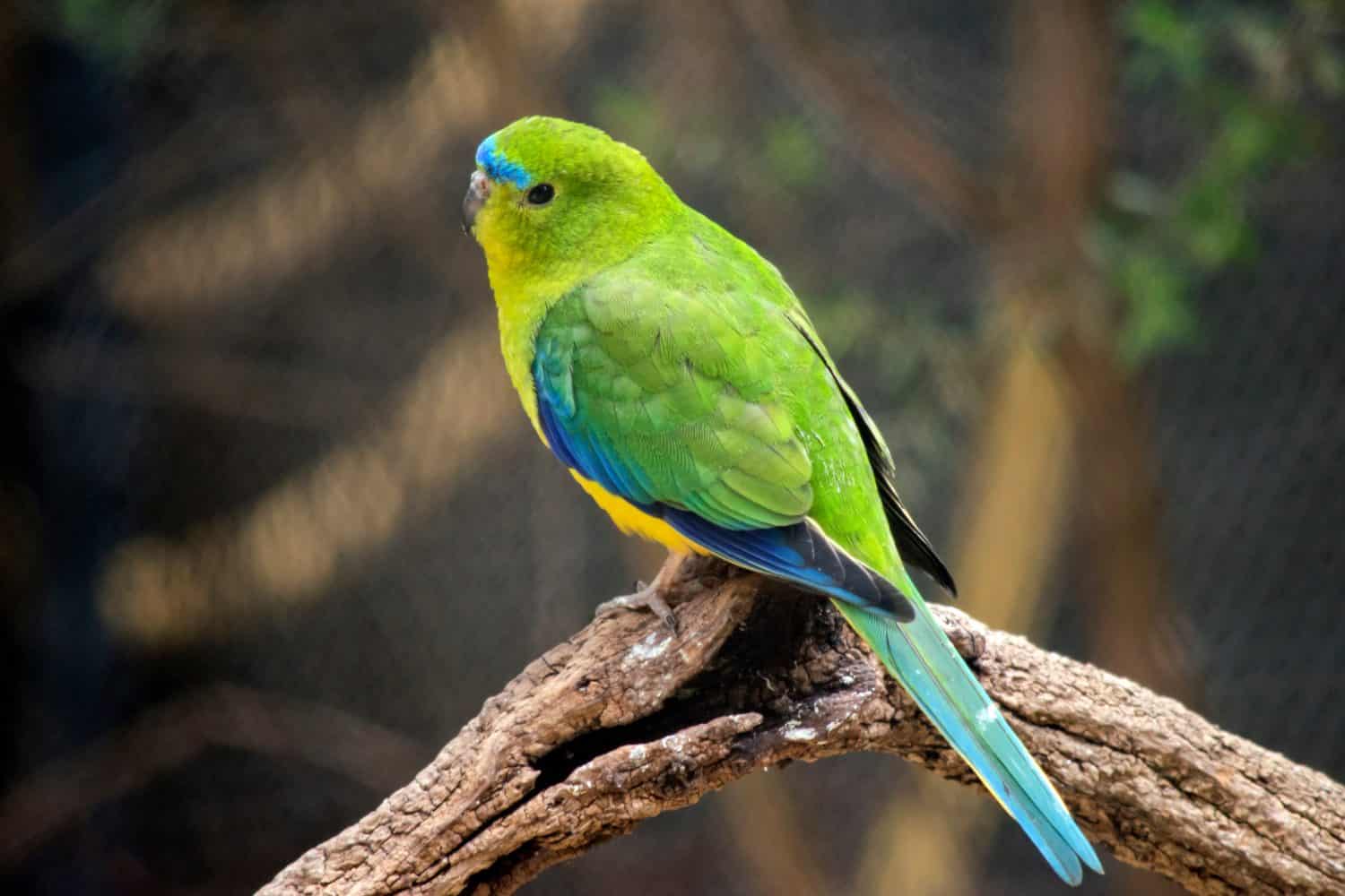 The 18 Most Common Parrots Found in Australia: ID Guide and Where to Spot Them - A-Z Animals