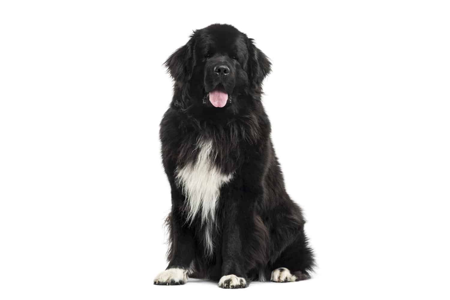 6 Common Newfoundland Health Problems & Concerns - A-Z Animals