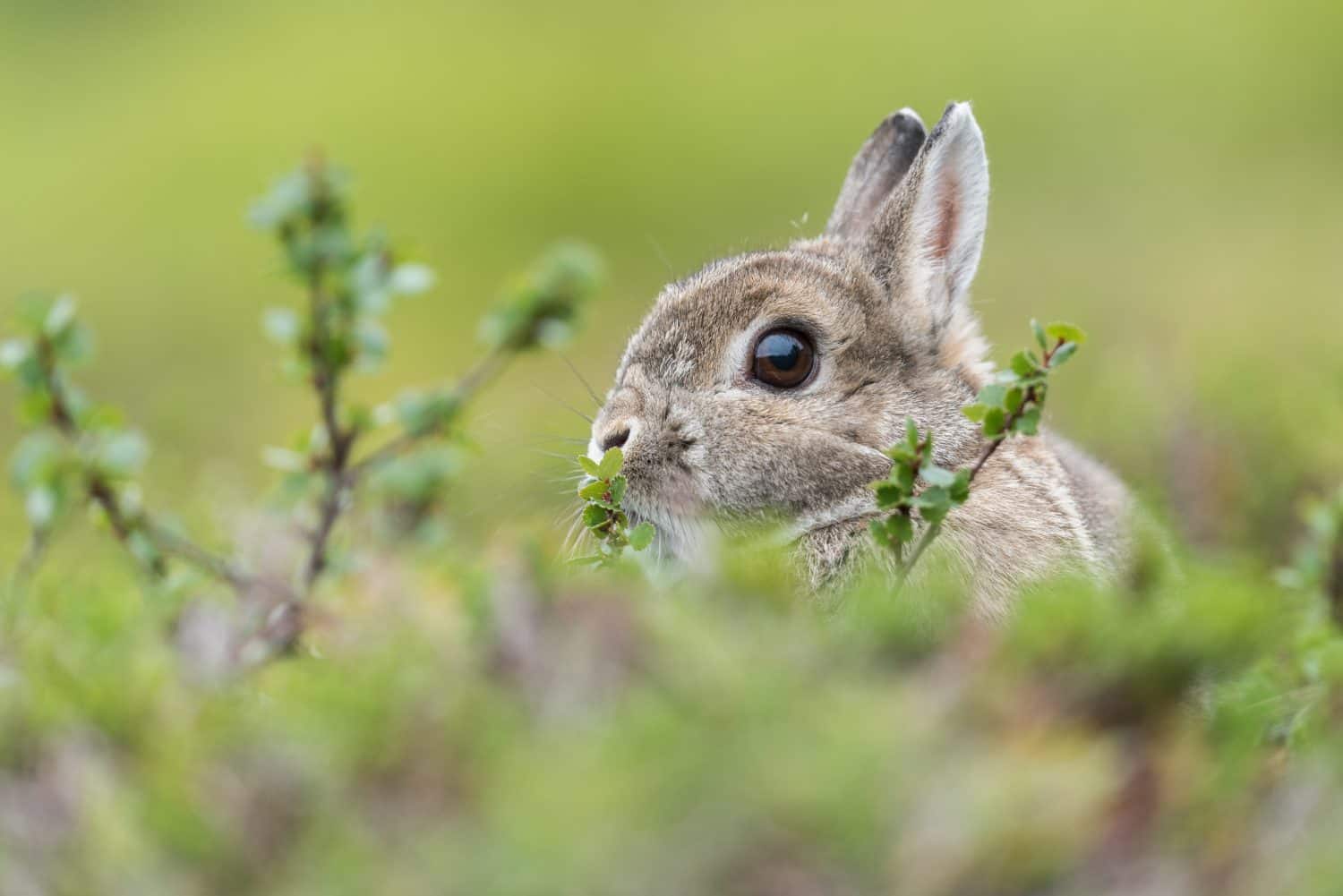 11 of Smallest Rabbits in the World - A-Z Animals