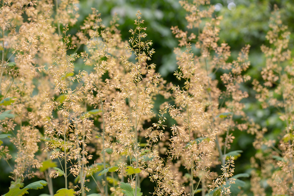 Explore the Top 18 Most Invasive Plants in Hawaii - A-Z Animals