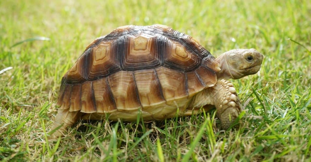 Baby Sulcata Tortoise: 10 Pictures and 10 Amazing Facts - A-Z Animals