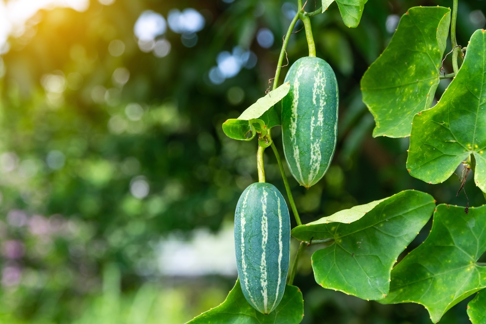 Explore the Top 18 Most Invasive Plants in Hawaii - A-Z Animals