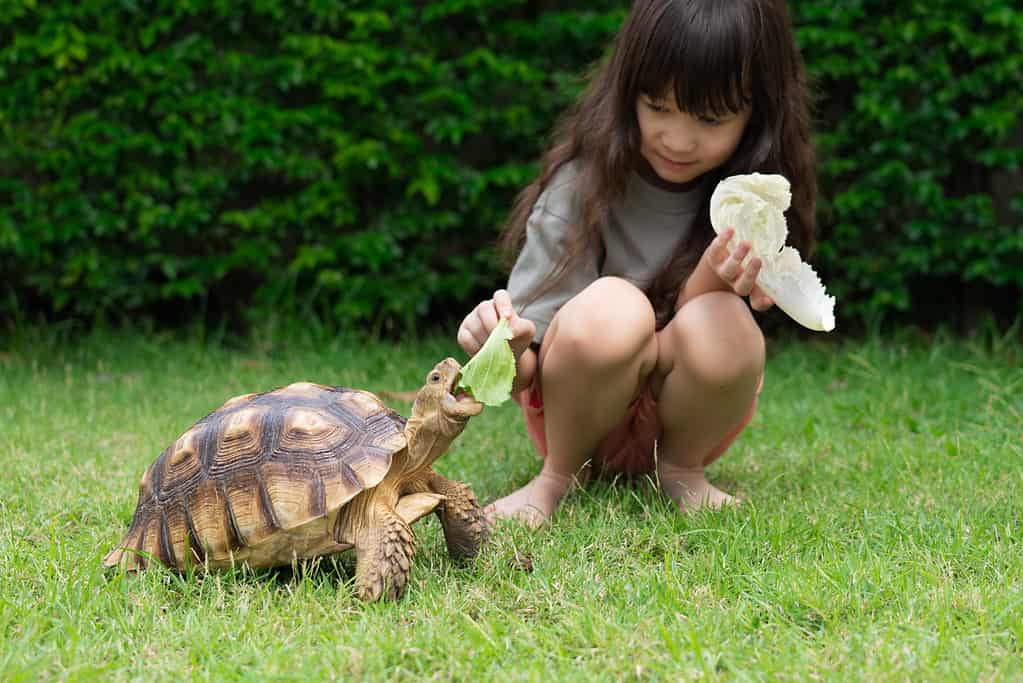 Baby Sulcata Tortoise: 10 Pictures and 10 Amazing Facts - A-Z Animals