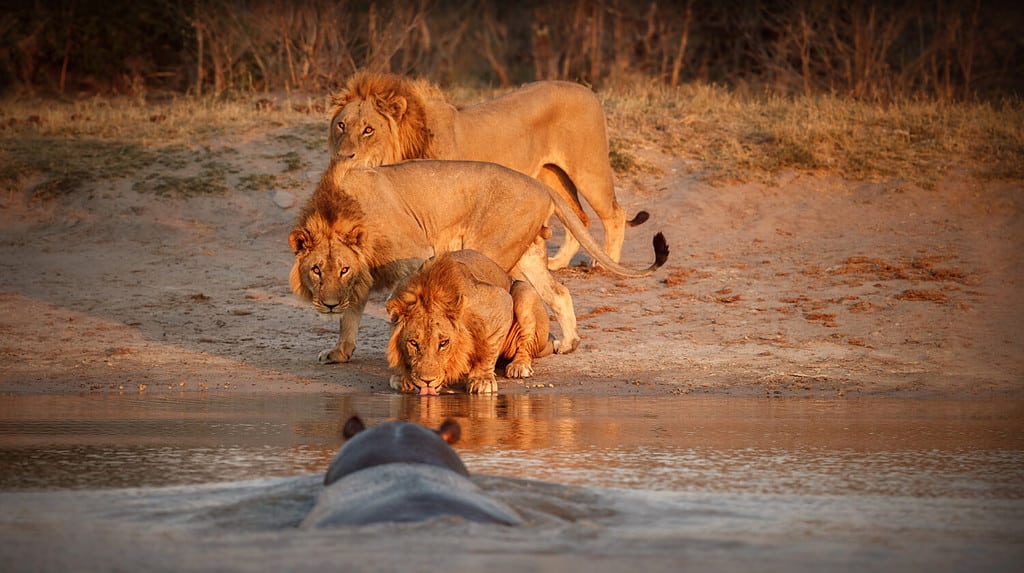 Watch This Stranded Lion Hang On for Dear Life to Avoid Hungry Hippos - A-Z Animals