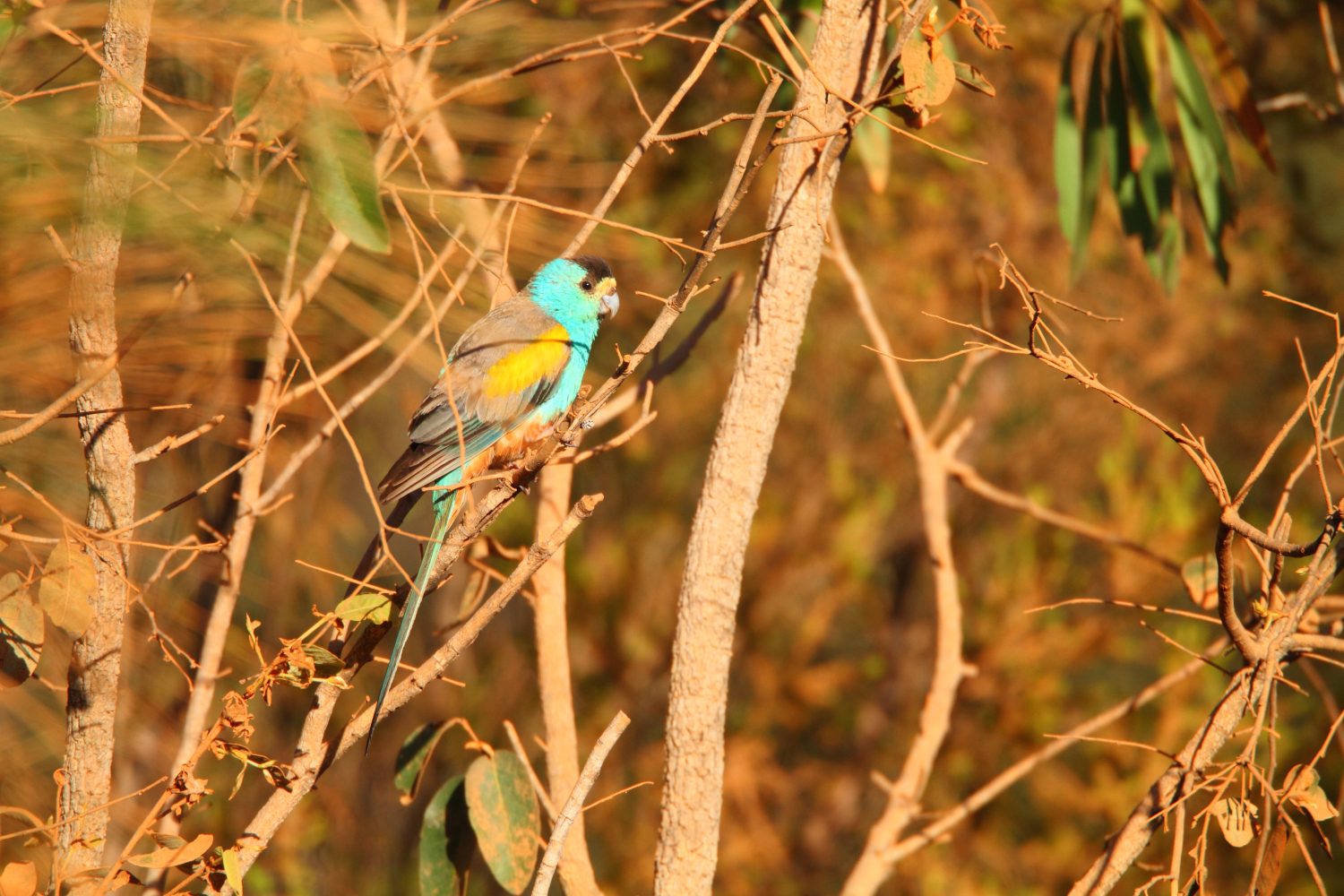 The 18 Most Common Parrots Found in Australia: ID Guide and Where to Spot Them - A-Z Animals