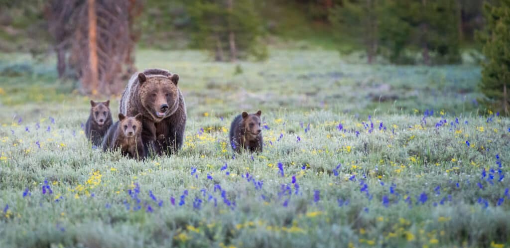 Mother Grizzly Bear Goes Full Sprint After a Coyote Spooked Her Cub - A-Z Animals