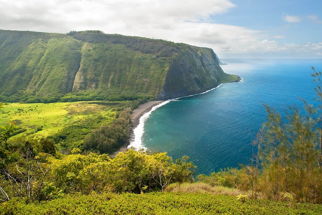 Explore the Top 18 Most Invasive Plants in Hawaii - A-Z Animals