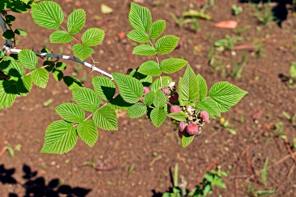 Explore the Top 18 Most Invasive Plants in Hawaii - A-Z Animals