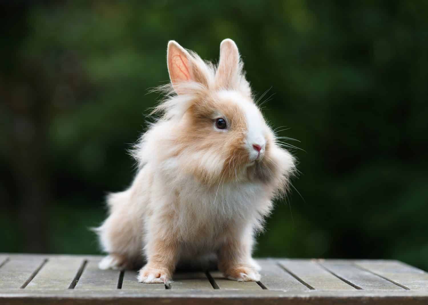 11 of Smallest Rabbits in the World - A-Z Animals