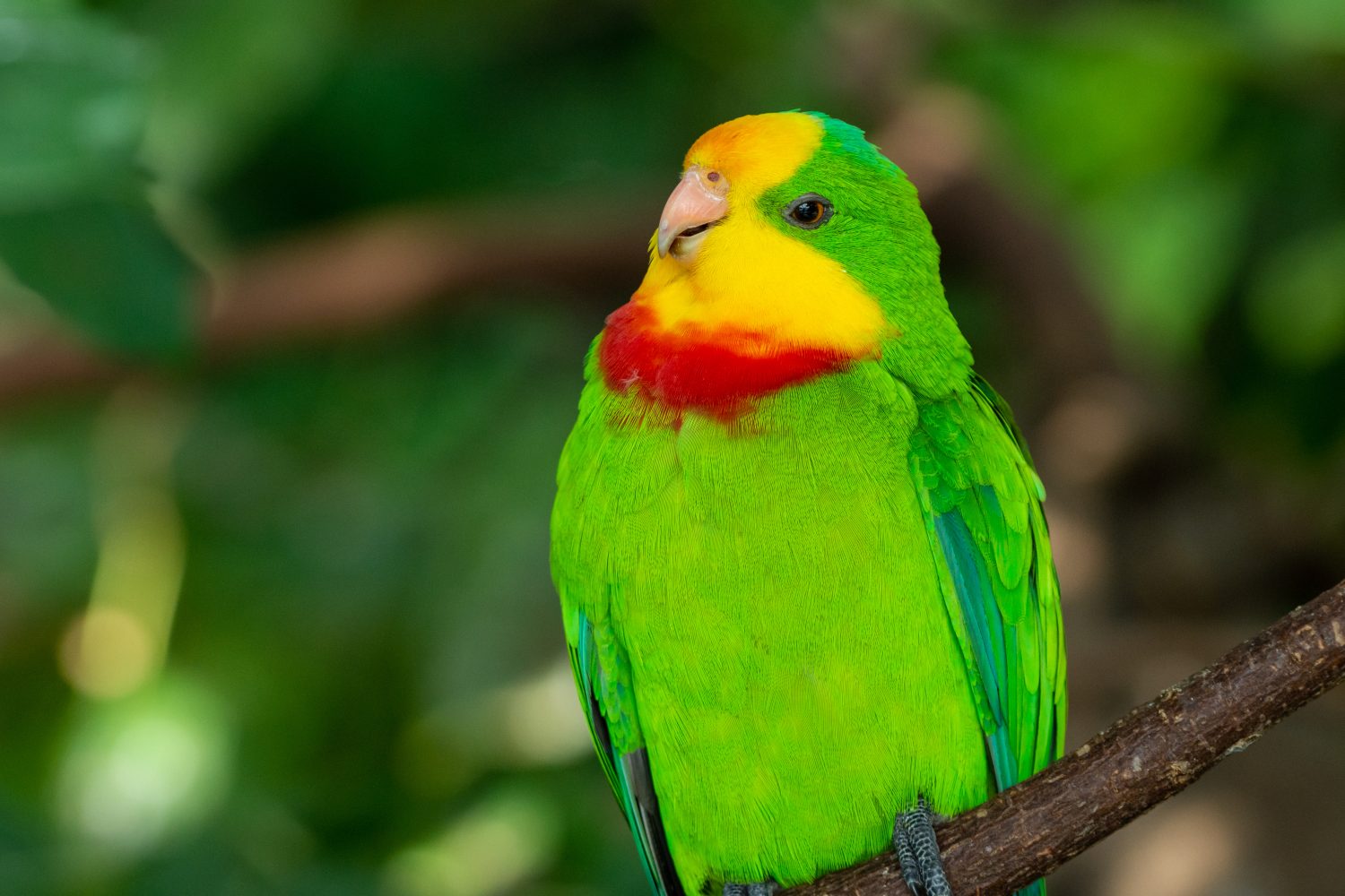 The 18 Most Common Parrots Found in Australia: ID Guide and Where to Spot Them - A-Z Animals