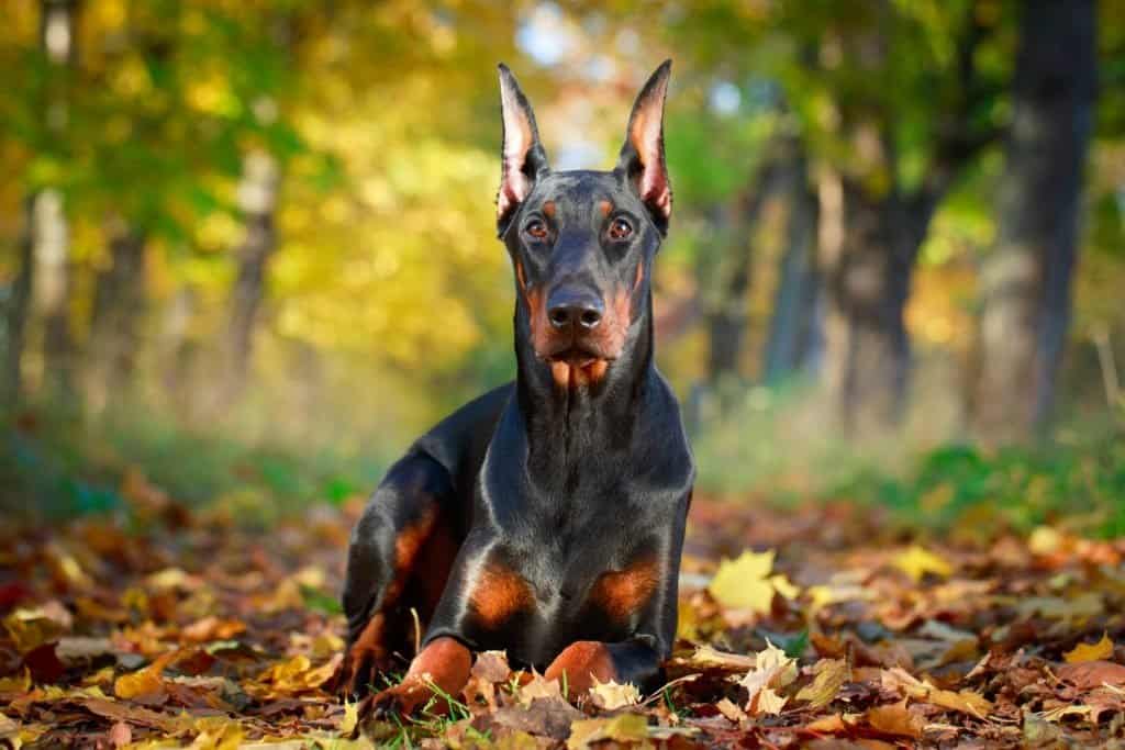 The 10 Most Common Health Problems in Doberman Pinschers