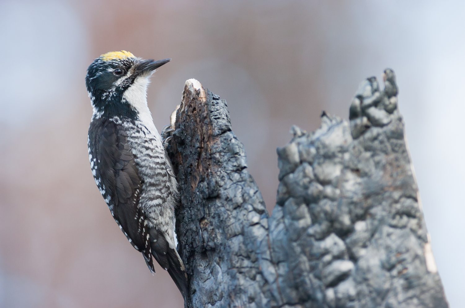 13 Incredible Birds You'll See Along the Continental Divide Trail - A-Z Animals