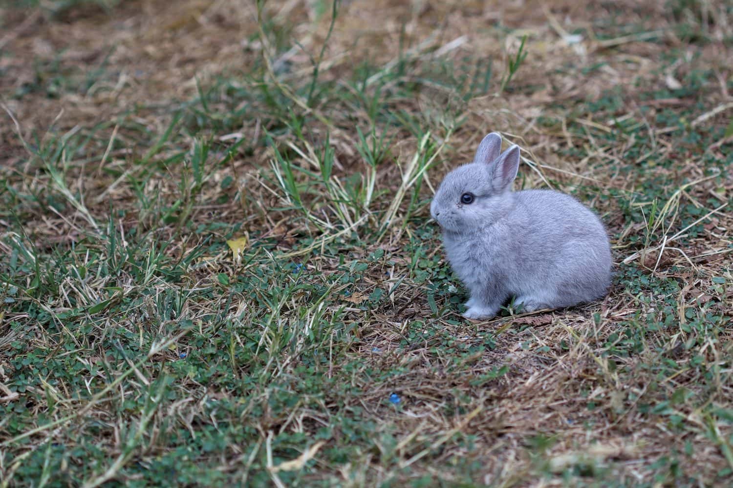 11 of Smallest Rabbits in the World - A-Z Animals