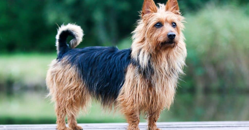 Australian Terrier vs Yorkshire Terrier: 12 Key Differences - A-Z Animals