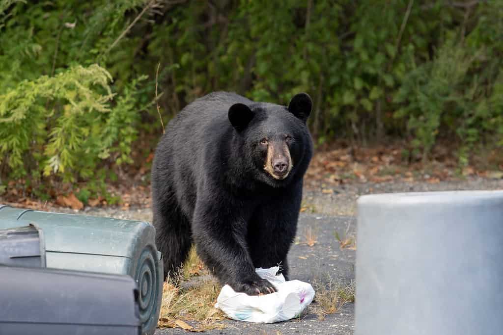 Terrifying Moment as a Hiker Successfully Scares Off Two Black Bears by Making Himself as Large as Possible - A-Z Animals