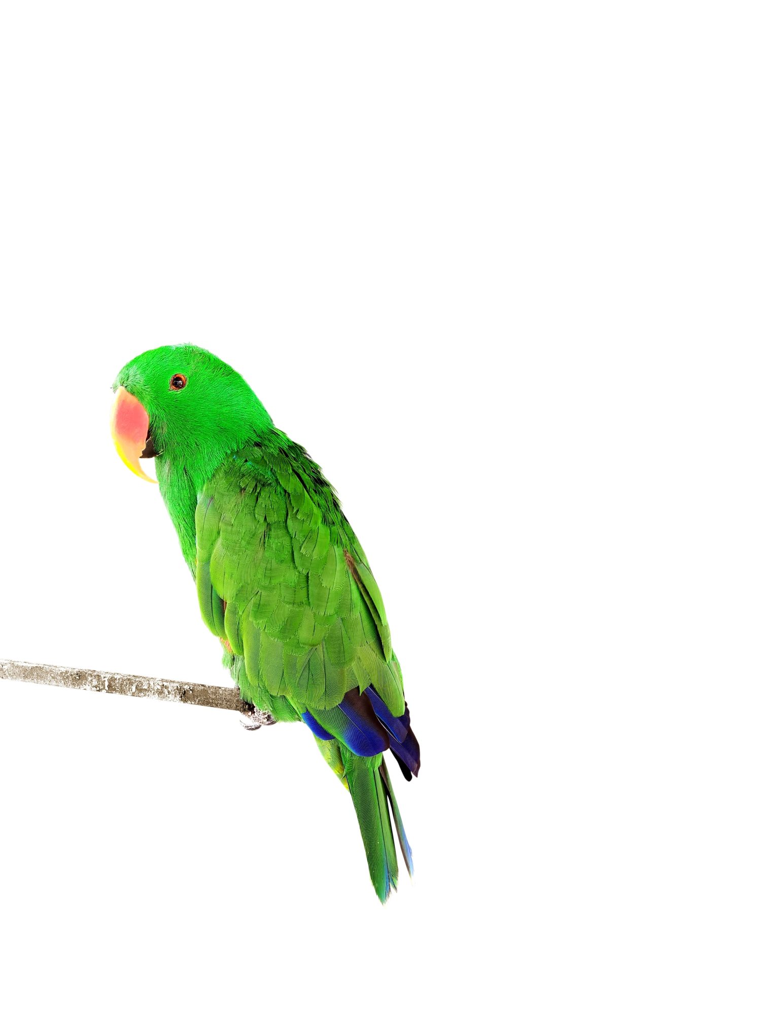 The 18 Most Common Parrots Found in Australia: ID Guide and Where to Spot Them - A-Z Animals