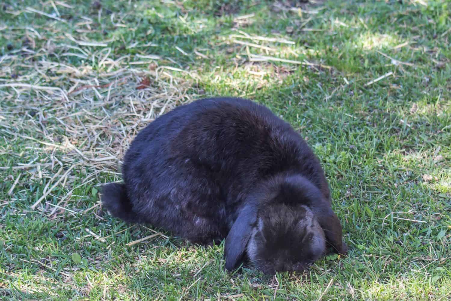 11 of Smallest Rabbits in the World - A-Z Animals