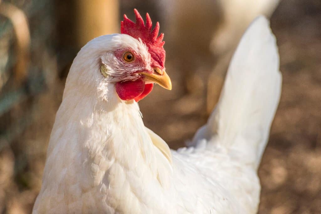 Leghorn Chicken Lifespan: How Long Do Leghorn Chickens Live? - A-Z Animals