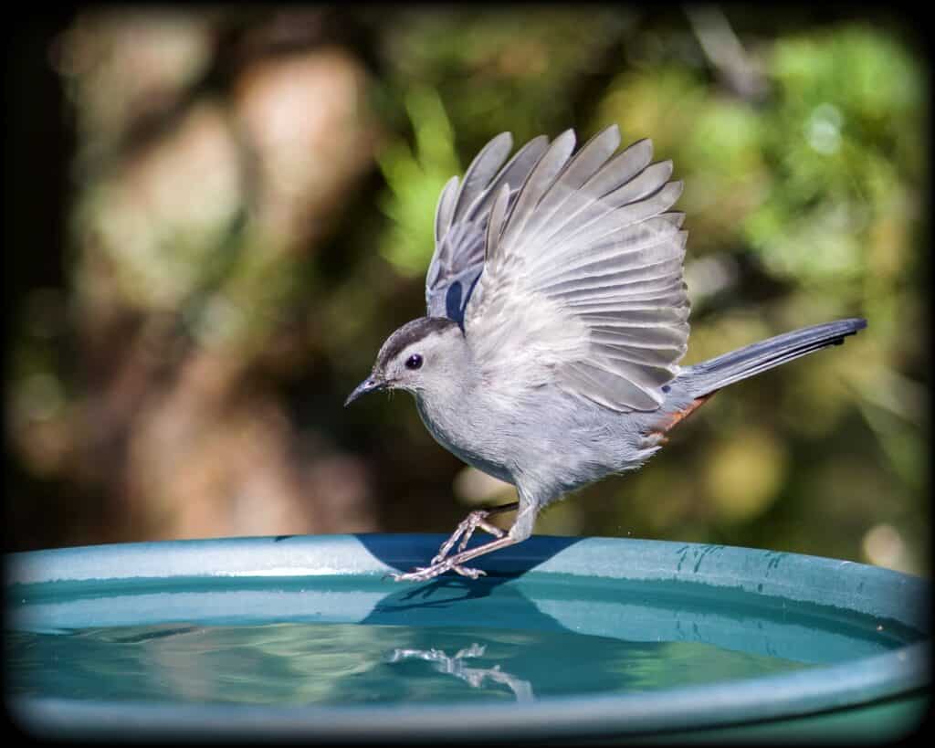 13 Incredible Birds You'll See Along the Continental Divide Trail - A-Z Animals