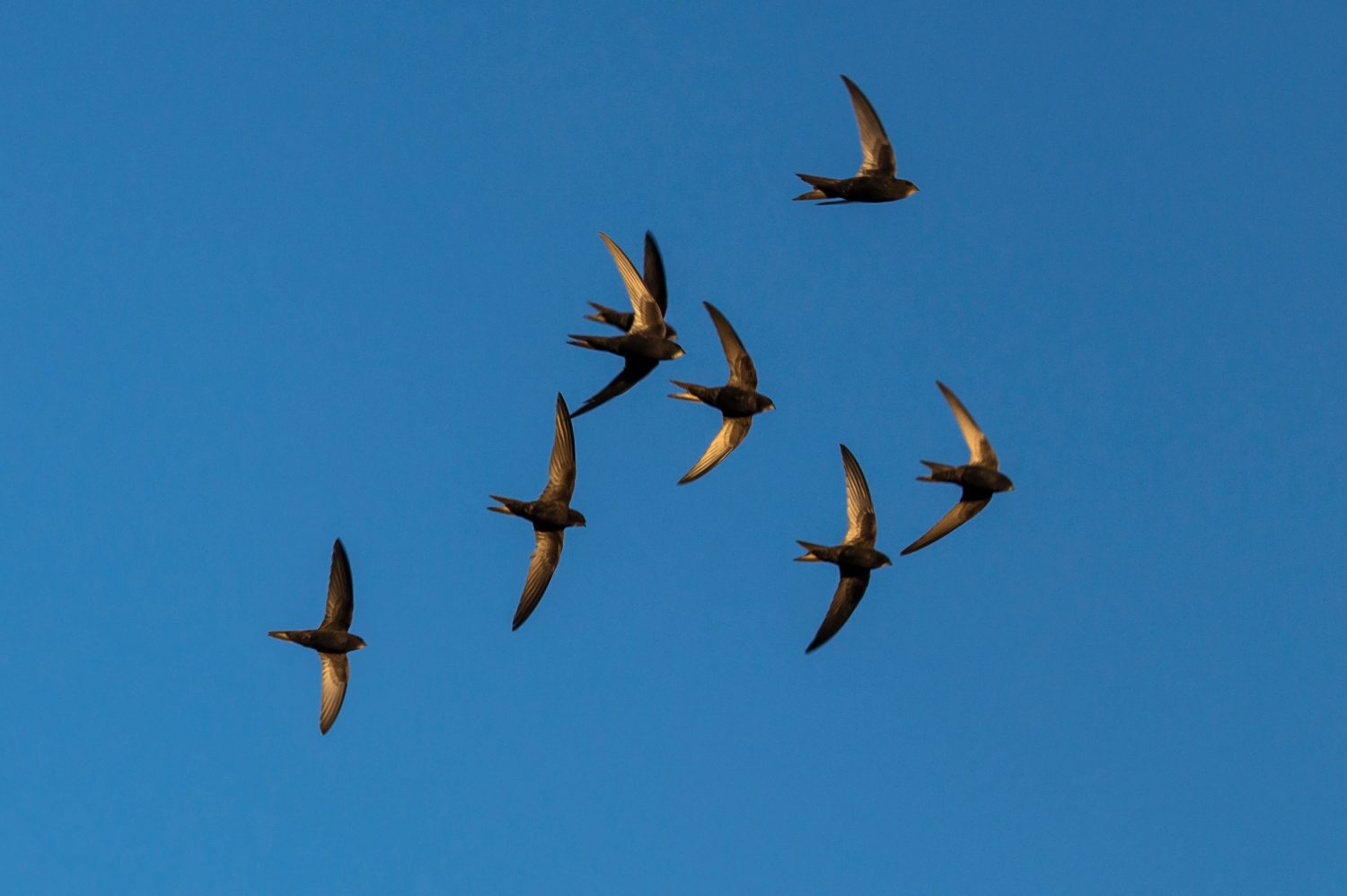 13 Incredible Birds You'll See Along the Continental Divide Trail - A-Z Animals