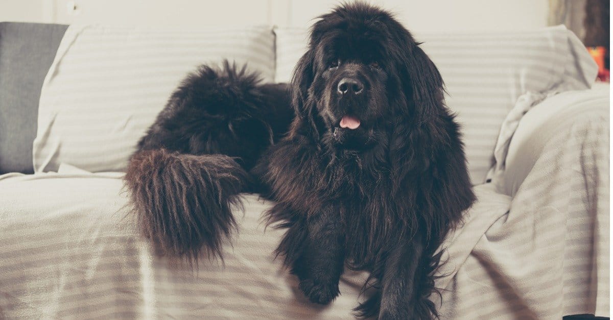 6 Common Newfoundland Health Problems & Concerns - A-Z Animals