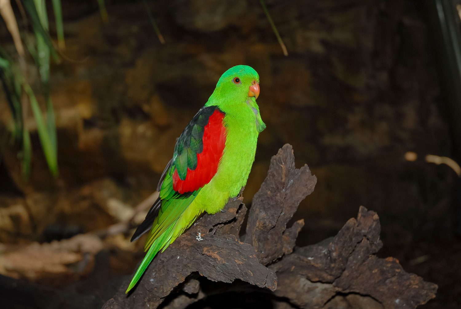 The 18 Most Common Parrots Found in Australia: ID Guide and Where to Spot Them - A-Z Animals