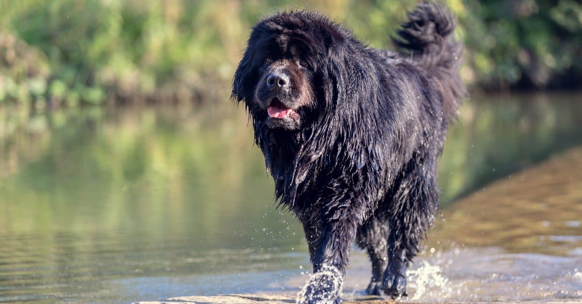 6 Common Newfoundland Health Problems & Concerns - A-Z Animals