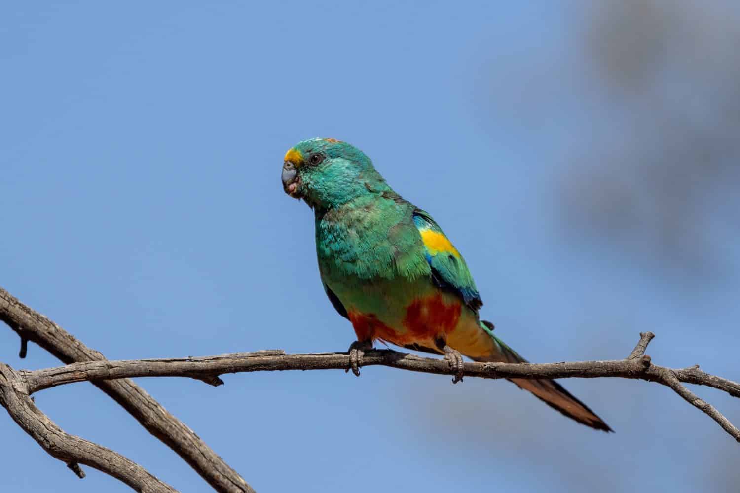 The 18 Most Common Parrots Found in Australia: ID Guide and Where to Spot Them - A-Z Animals