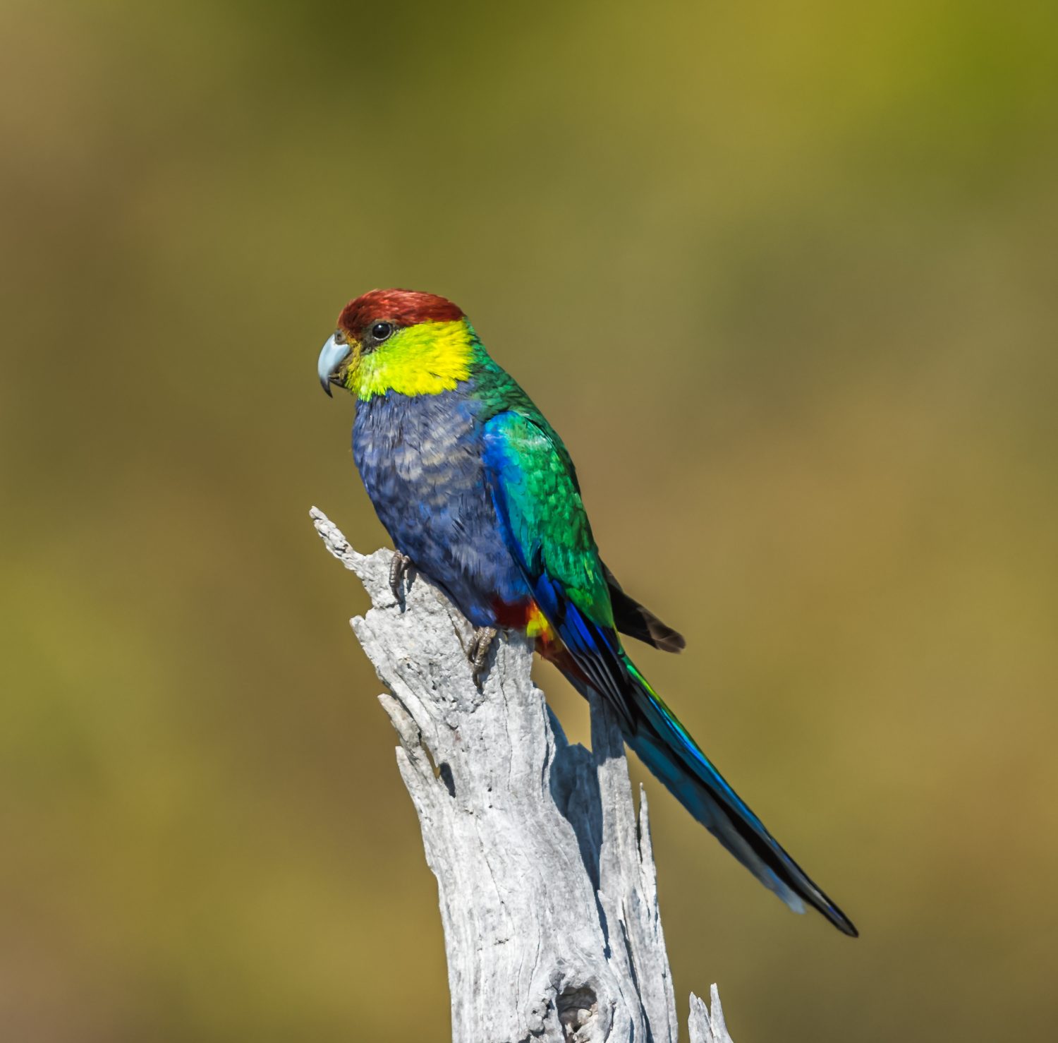 The 18 Most Common Parrots Found in Australia: ID Guide and Where to Spot Them - A-Z Animals