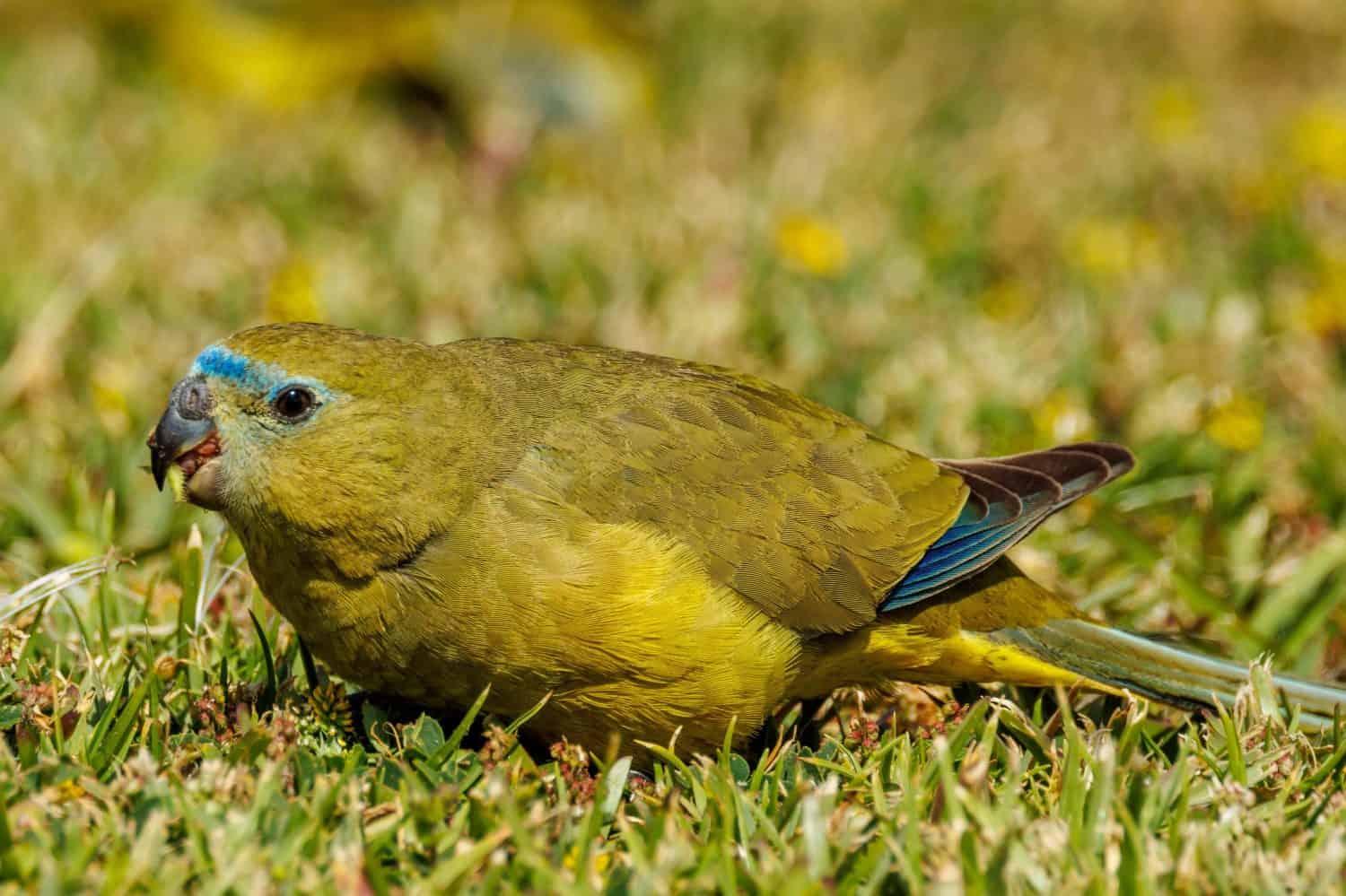 The 18 Most Common Parrots Found in Australia: ID Guide and Where to Spot Them - A-Z Animals