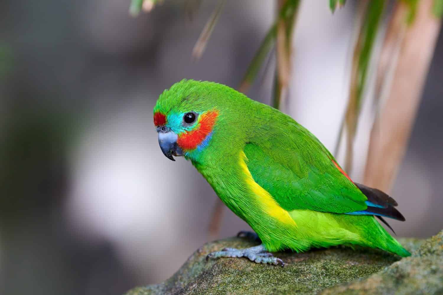 The 18 Most Common Parrots Found in Australia: ID Guide and Where to Spot Them - A-Z Animals