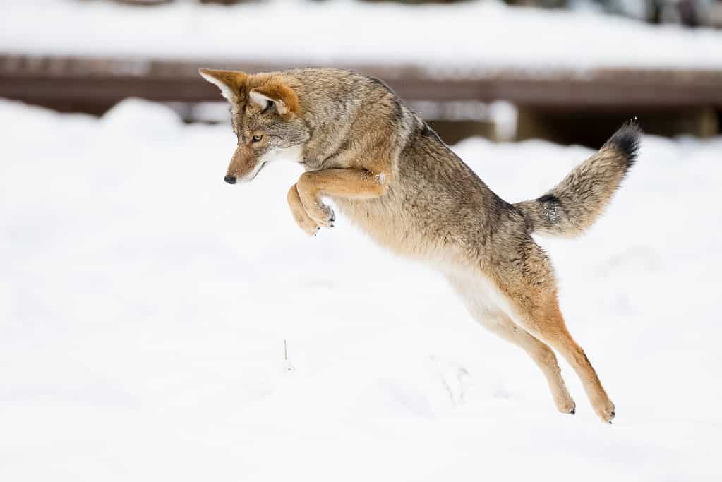 Mother Grizzly Bear Goes Full Sprint After a Coyote Spooked Her Cub - A-Z Animals