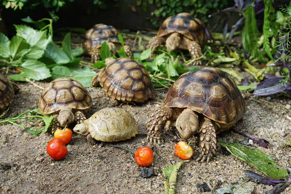 Baby Sulcata Tortoise: 10 Pictures and 10 Amazing Facts - A-Z Animals