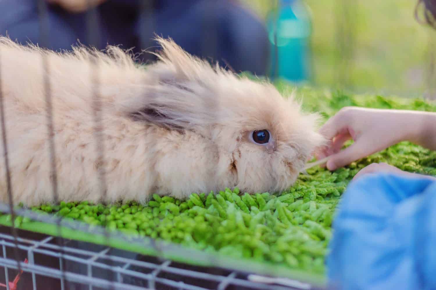 11 of Smallest Rabbits in the World - A-Z Animals