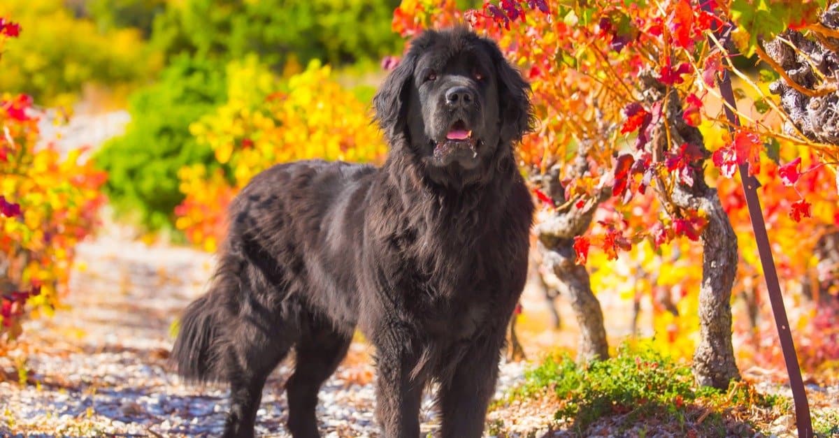 6 Common Newfoundland Health Problems & Concerns - A-Z Animals