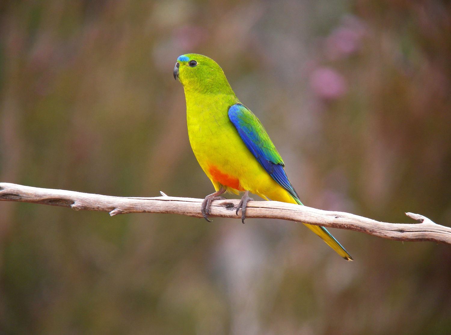 The 18 Most Common Parrots Found in Australia: ID Guide and Where to Spot Them - A-Z Animals