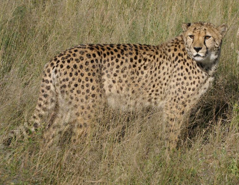 Discover the 10 African Countries Where the Most Cheetahs Live - A-Z Animals