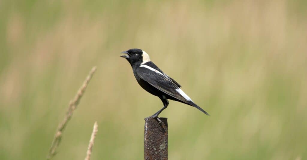 13 Incredible Birds You'll See Along the Continental Divide Trail - A-Z Animals