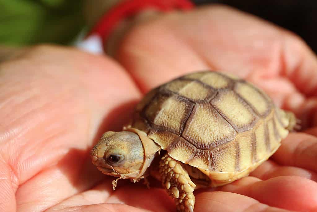 Baby Sulcata Tortoise: 10 Pictures and 10 Amazing Facts - A-Z Animals