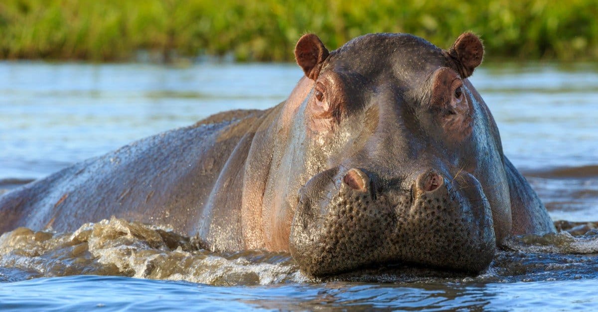 Watch This Stranded Lion Hang On for Dear Life to Avoid Hungry Hippos - A-Z Animals