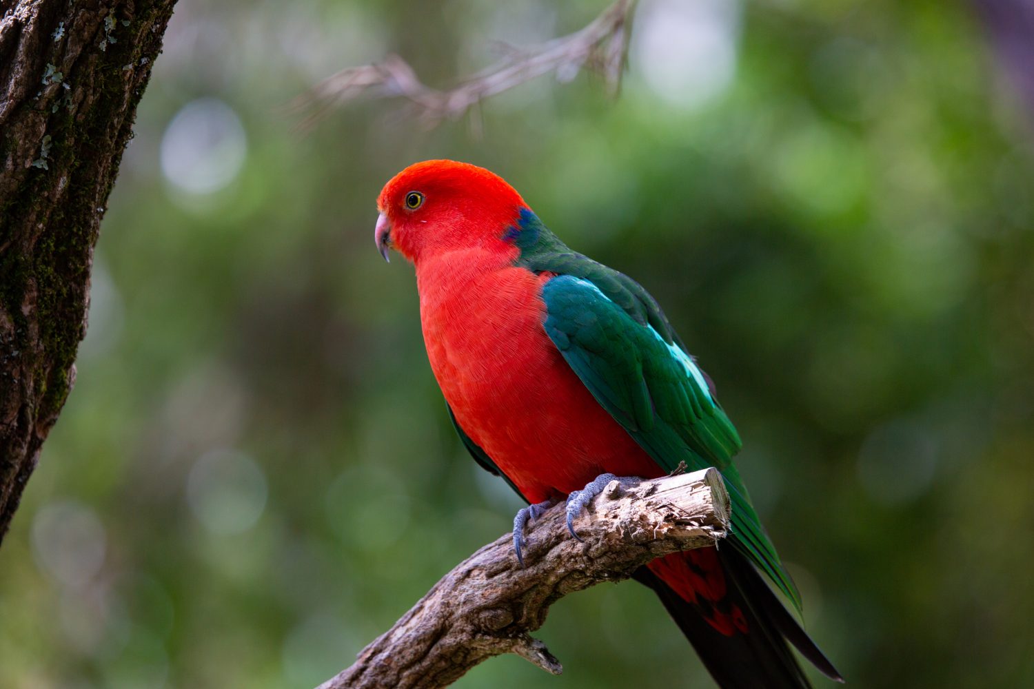 The 18 Most Common Parrots Found in Australia: ID Guide and Where to Spot Them - A-Z Animals