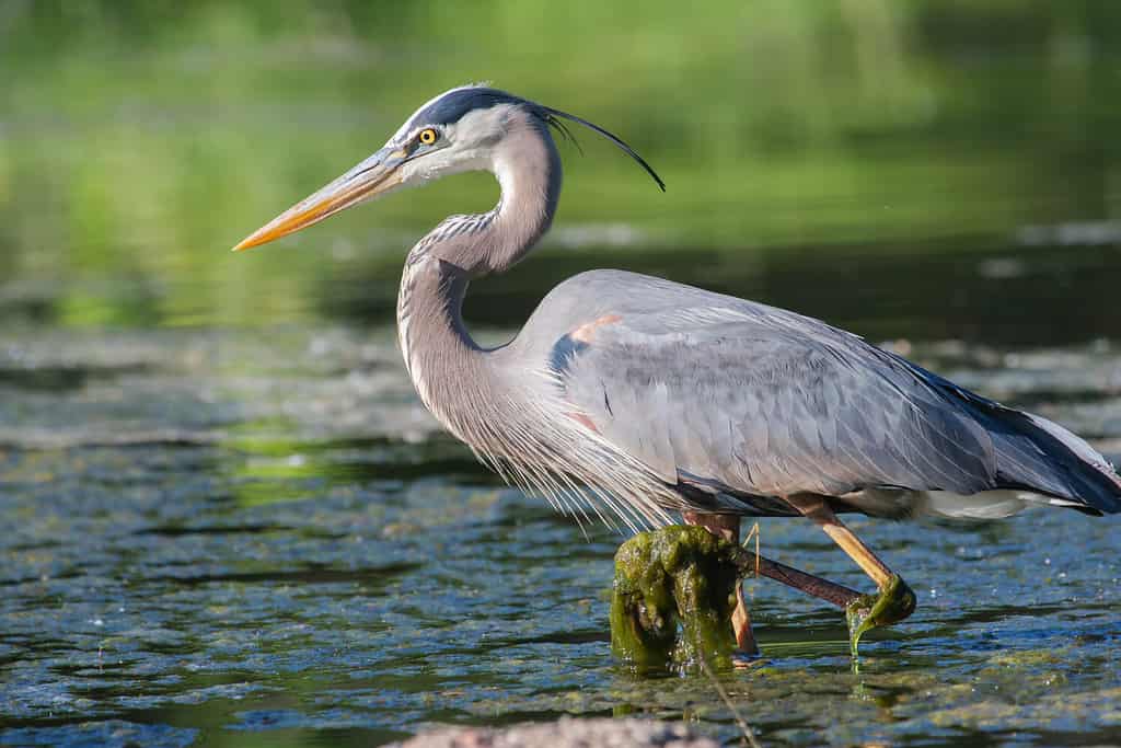 13 Incredible Birds You'll See Along the Continental Divide Trail - A-Z Animals