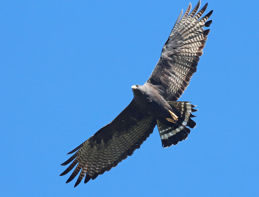 13 Incredible Birds You'll See Along the Continental Divide Trail - A-Z Animals