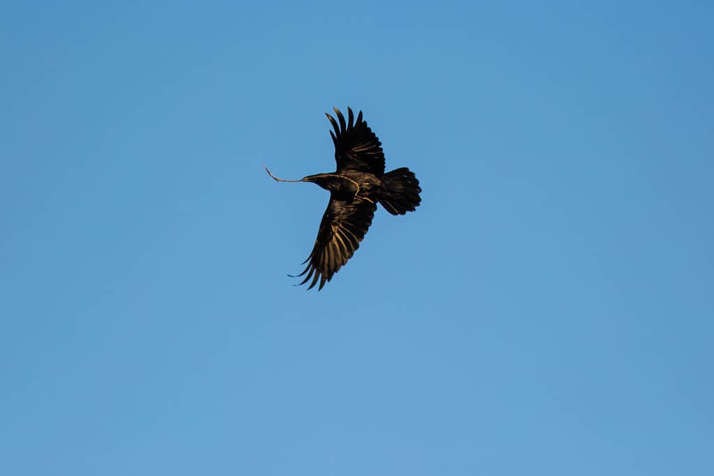 13 Incredible Birds You'll See Along the Continental Divide Trail - A-Z Animals