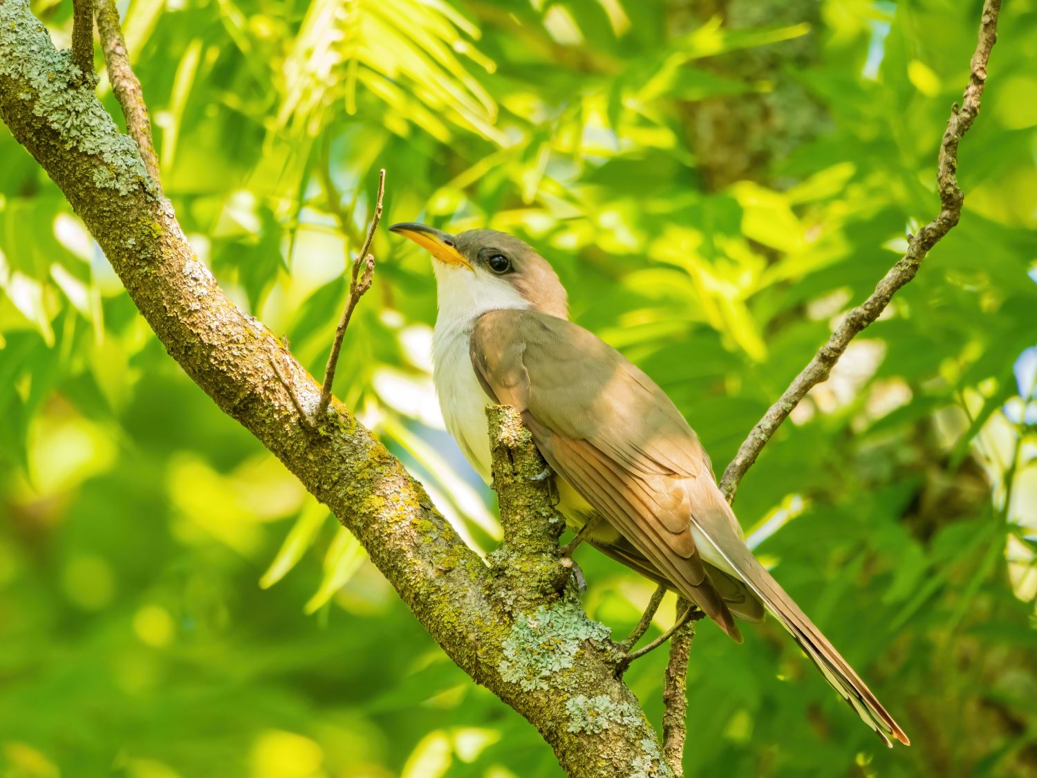 13 Incredible Birds You'll See Along the Continental Divide Trail - A-Z Animals