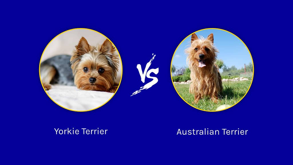 Australian Terrier vs Yorkshire Terrier: 12 Key Differences - A-Z Animals