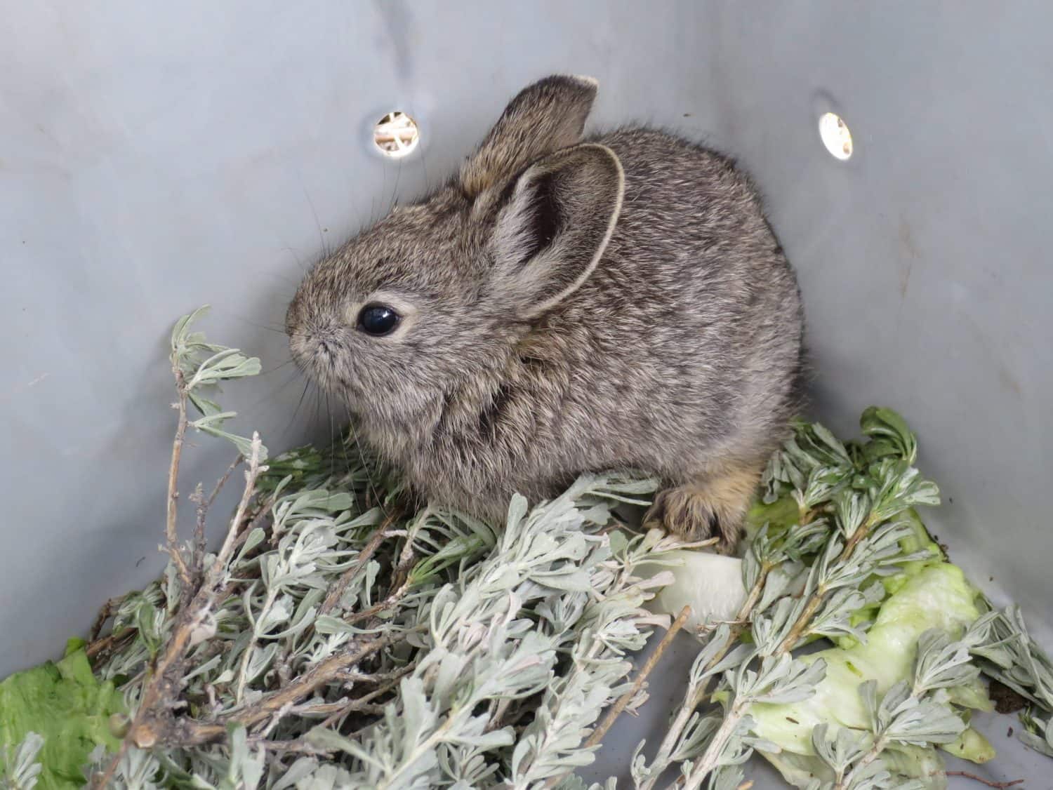 11 of Smallest Rabbits in the World - A-Z Animals