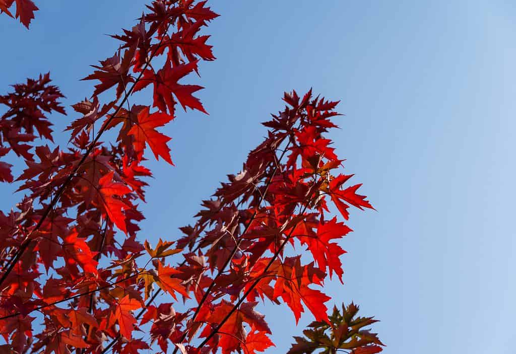 6 Signs That Something's Wrong With Your Red Maple