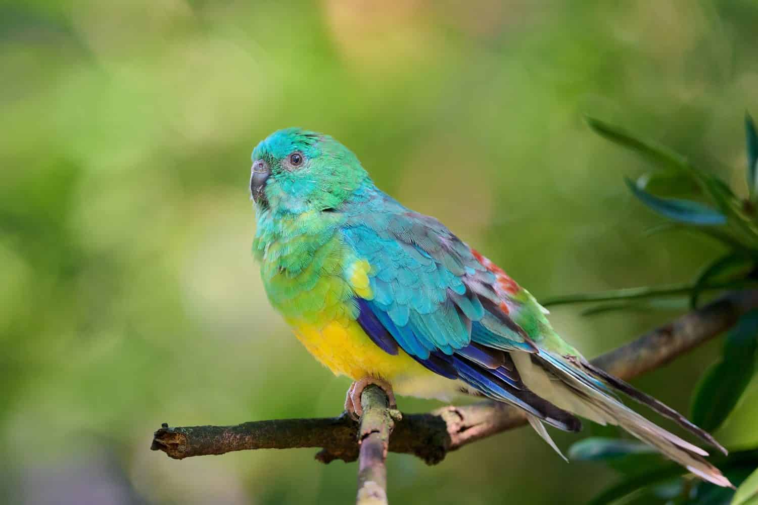 The 18 Most Common Parrots Found in Australia: ID Guide and Where to Spot Them - A-Z Animals